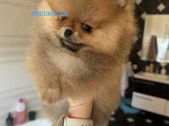 Щенки померанского шпица