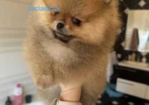 Щенки померанского шпица