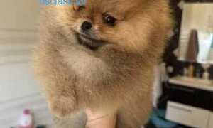 Щенки померанского шпица