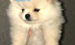 Щенки померанского шпица