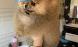 Щенки померанского шпица