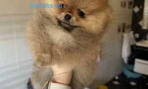 Щенки померанского шпица